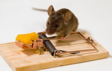 mousetrap and mouse